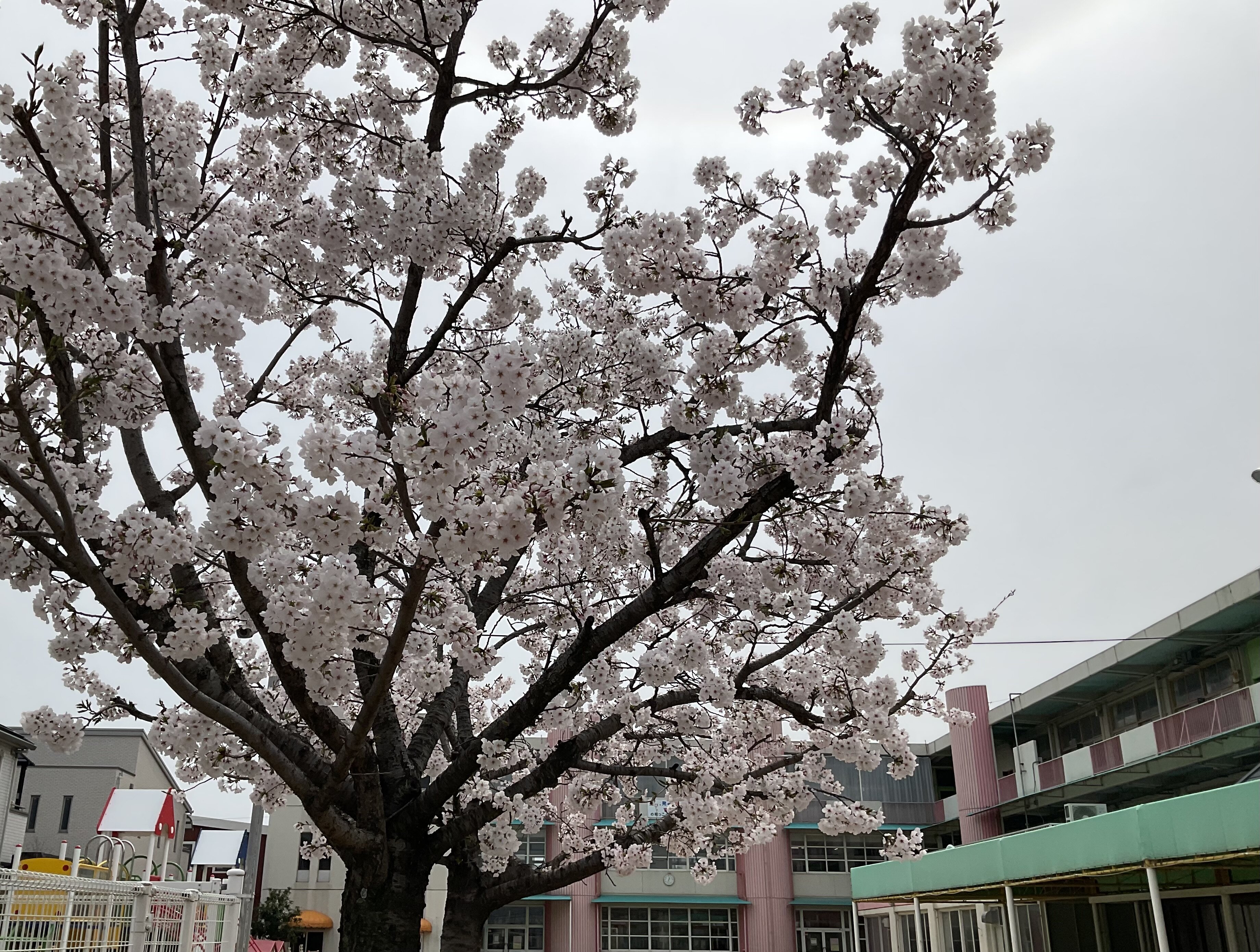 2024桜.JPG