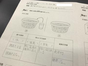 理科 植物の発芽と成長 ５年生 はつしば歳時記 はつしば学園小学校