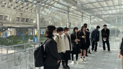 レタス栽培.jpg