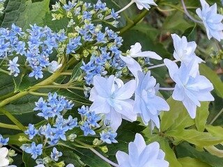 早蕨の道　ガクアジサイ　墨田の花火　アップ.jpg