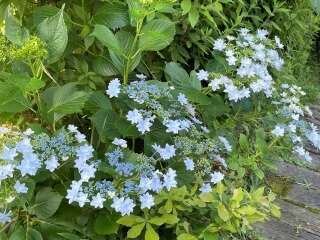 早蕨の道　ガクアジサイ　墨田の花火.jpg